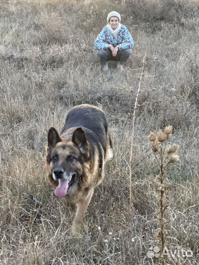 Немецкая овчарка