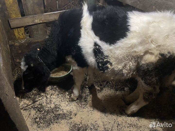 Телята телки