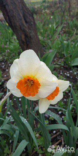 Коллекция нарциссов Семпре Аванти