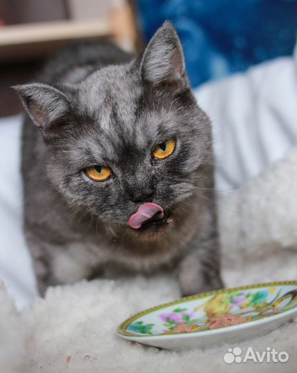 Шикарный кот