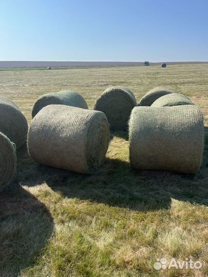 Продам сено в рулонах