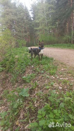 Собака бесплатно в добрые руки