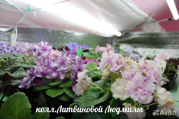 Фиалка мини сортов с\с лист