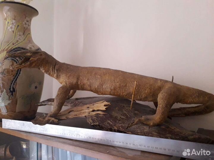 Чучело варана, Индонезия