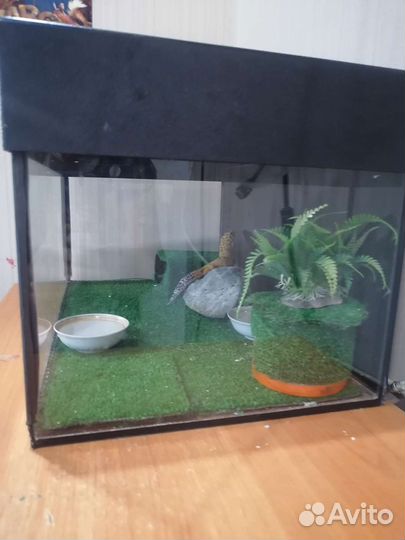 Геккон эублефар