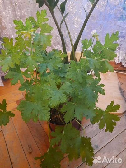 Пеларгония герань душистая