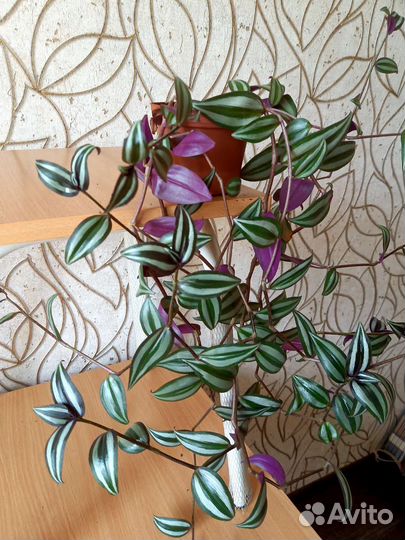 Традесканция