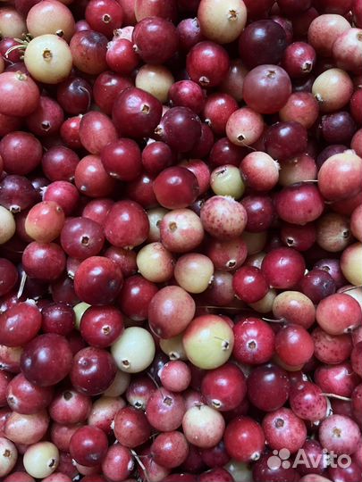 Клюква 3литра