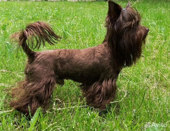 Приглашает на вязку