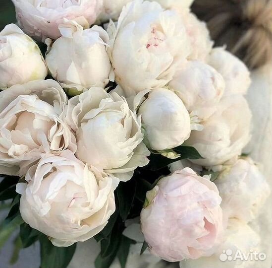 Пионы Букет пионов
