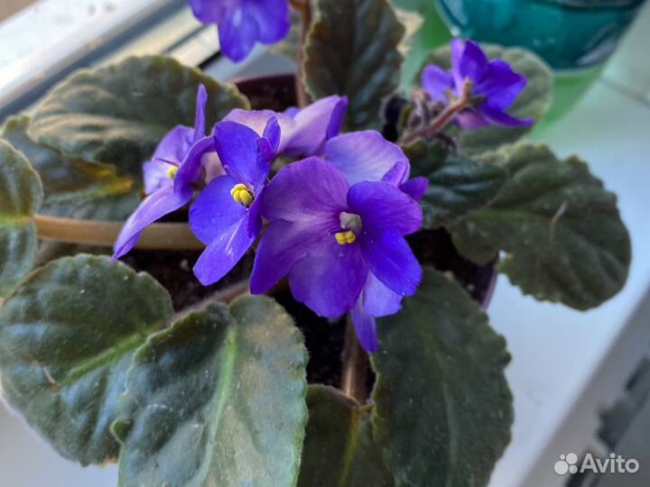 Фиалки голубая, фиолетово- белая (несколько штук)