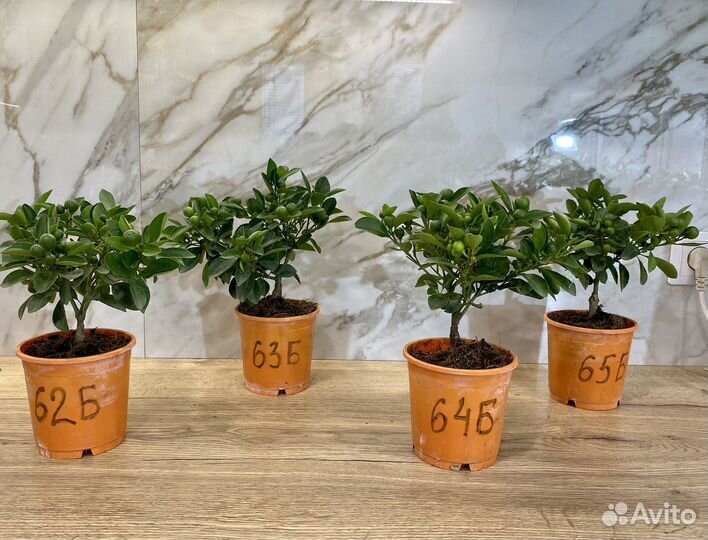 Мандариное дерево