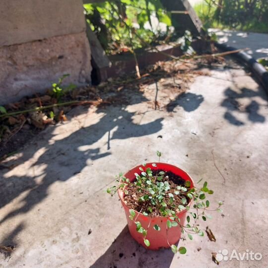 Мюленбекия