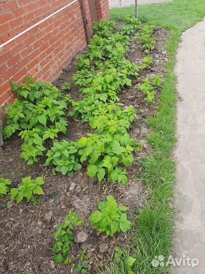 Саженцы Малины,Смородины