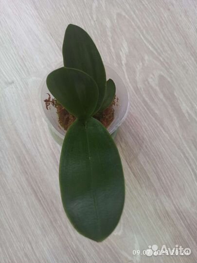 Орхидея Эквестрис