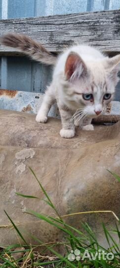 Котята выживают на дачах