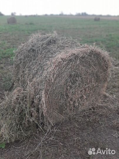 Сено люцерны в тюках