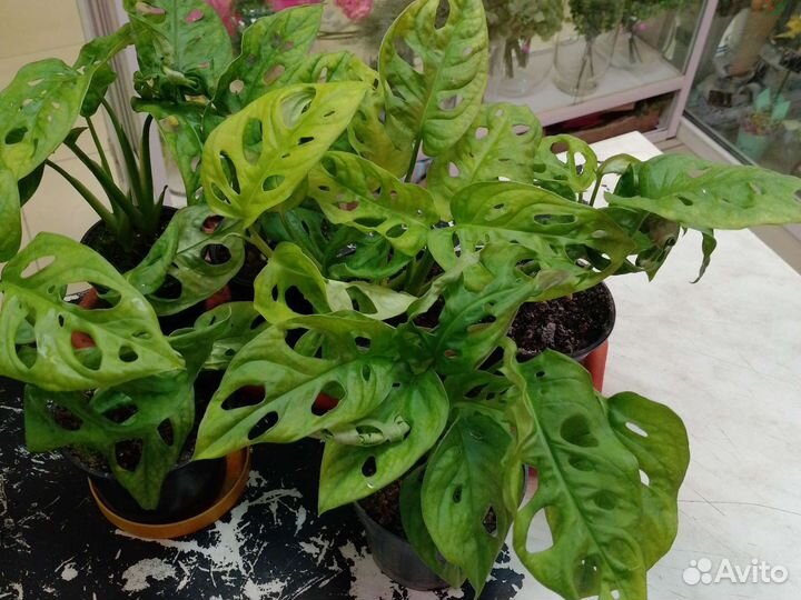 Монстера Манки