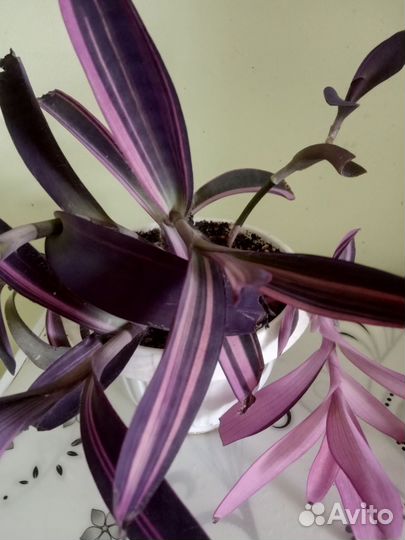 Традесканция