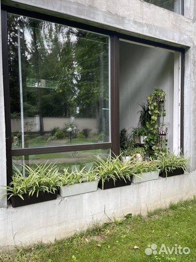 Хлорофитум