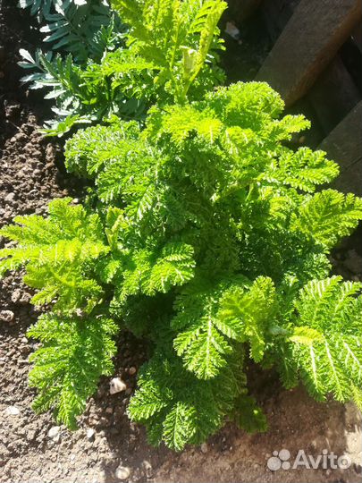 Маранта. Папортники