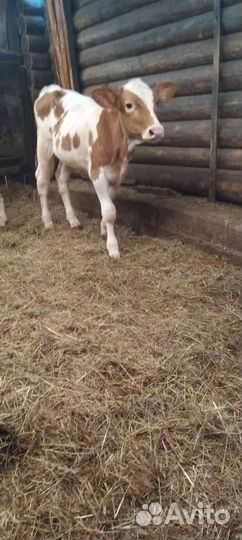 Телка 8месяцев