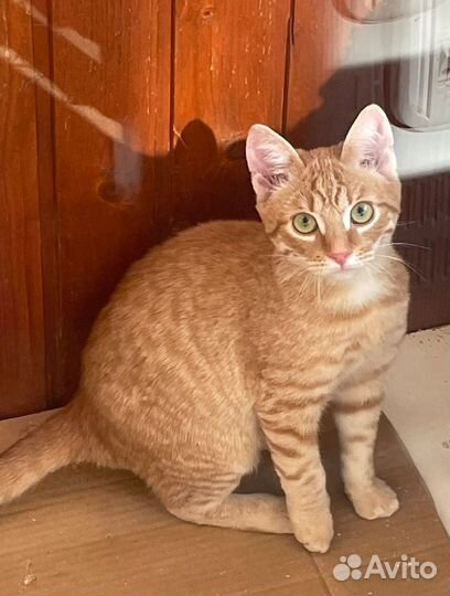 Котенок рыжий ищет дом в дар в добрые руки