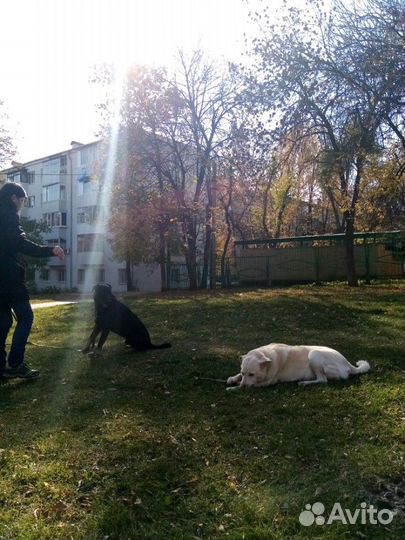 Дрессировка, Выгул, собак, щенков, догситер