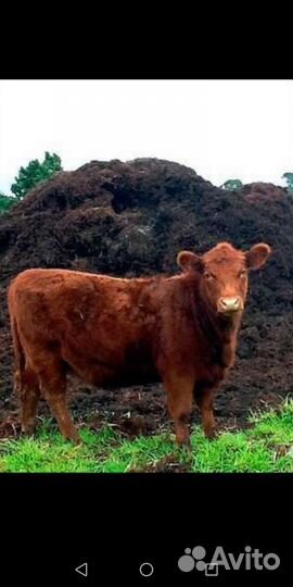 Навоз перегной в мешках конский и коровий торф