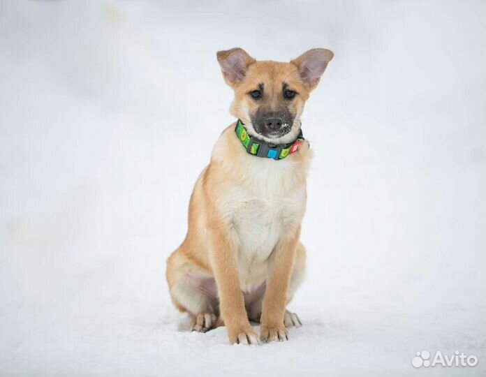 Собаки бесплатно в добрые руки