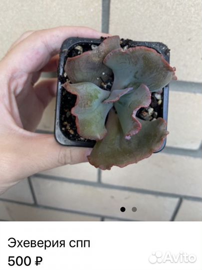 Суккуленты