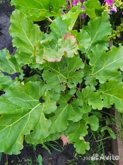 Ревень куст