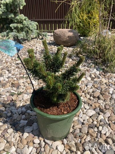 Сосна Якобсен