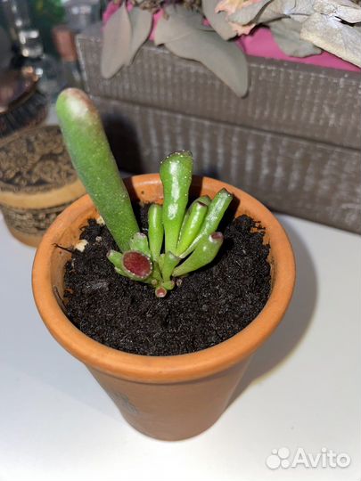 Крассула Хоббит