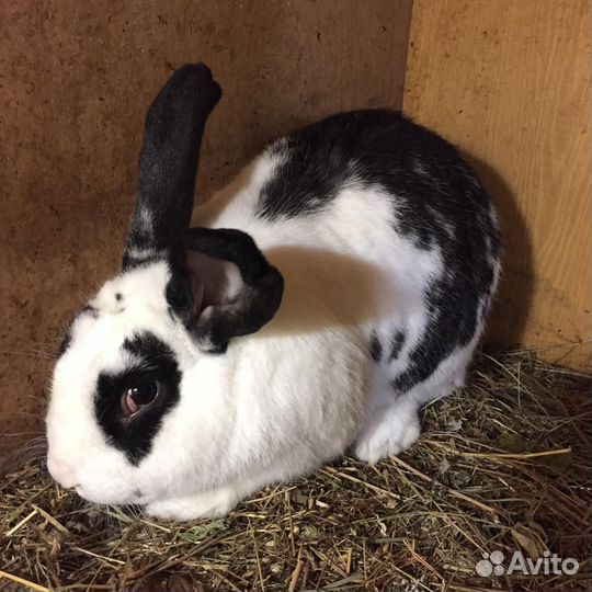 Кролик бабочка