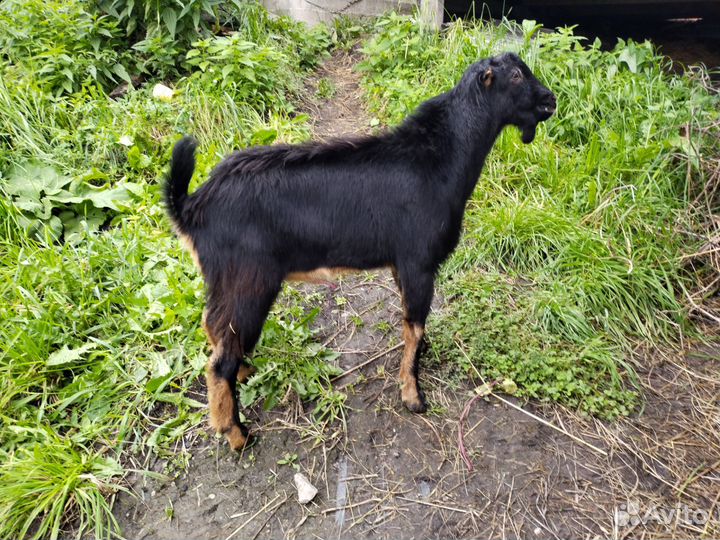 Козлы Ламанча