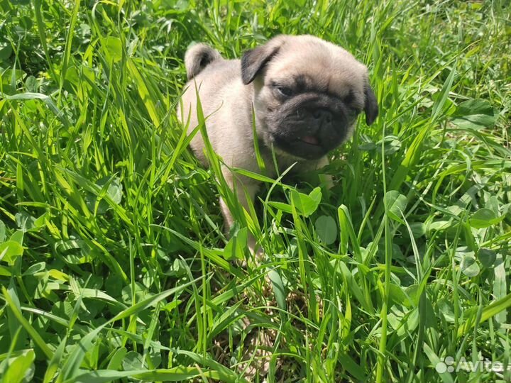 Щенки мопса девочки
