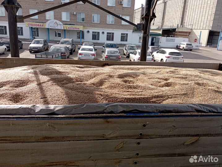 Ячмень сухой