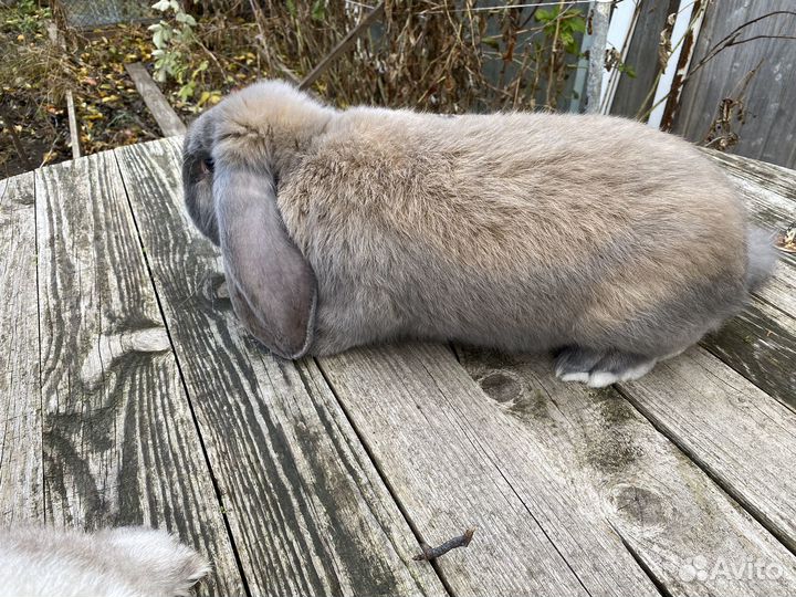 Кролики мясных пород