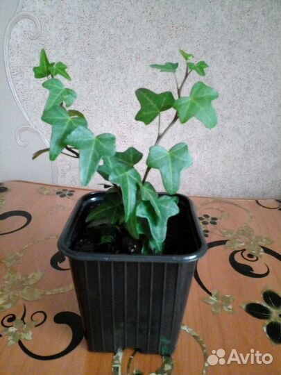 Плющ хедера