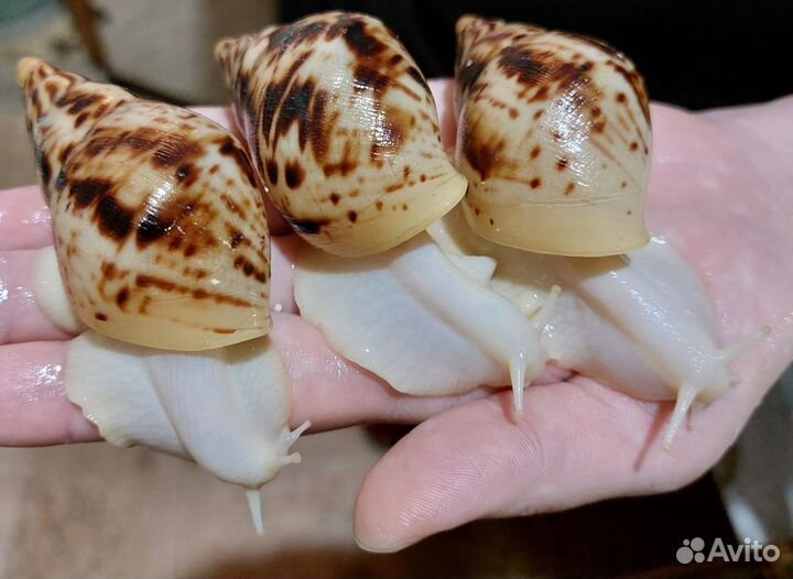 Улитки Ахатина Ретикулята и Мокрицы