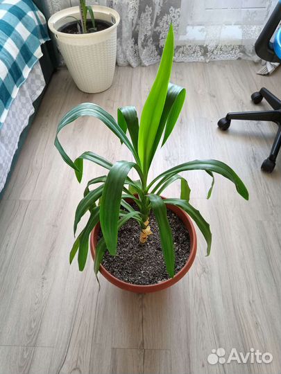 Пальма юкка