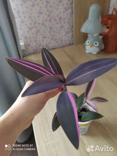 Традесканция сеткреазия