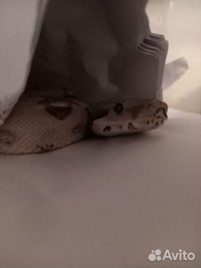 Змея