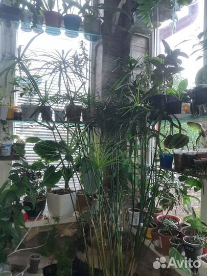 Циперус, водный гиацинт