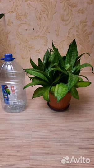 Сансевиерия