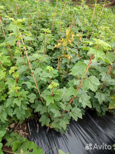 Саженцы красной смородины