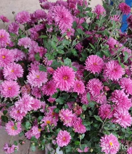 Хризантема