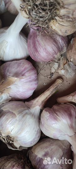 Высокоурожайный крупный чеснок отечественный