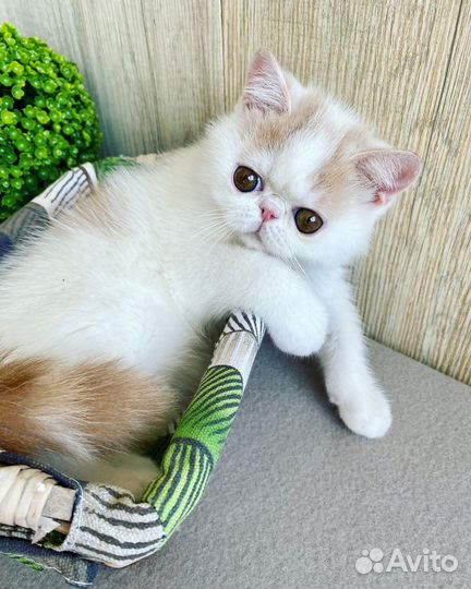 Сладкий малыш Айсик